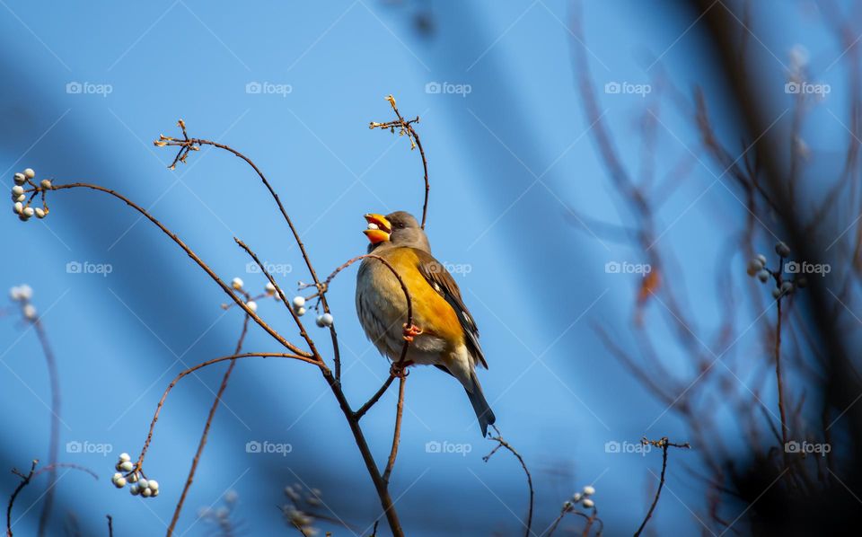 The bird is collecting it's living source before winter.