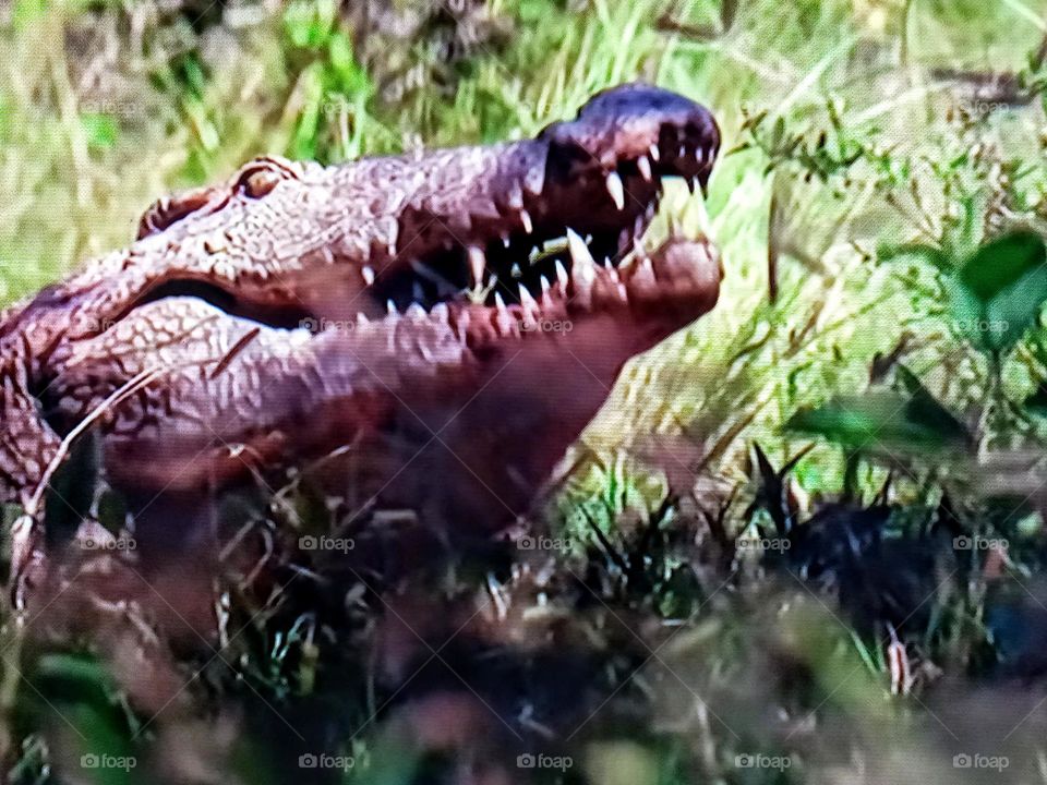 crocodile photography