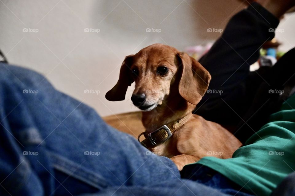 I love my daddy and I love being with him because I'm safe from those noisy kids. 