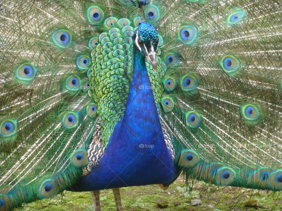 Peacock