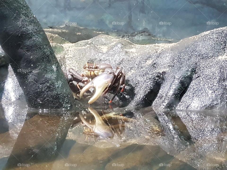 Small crab in the aquarium.