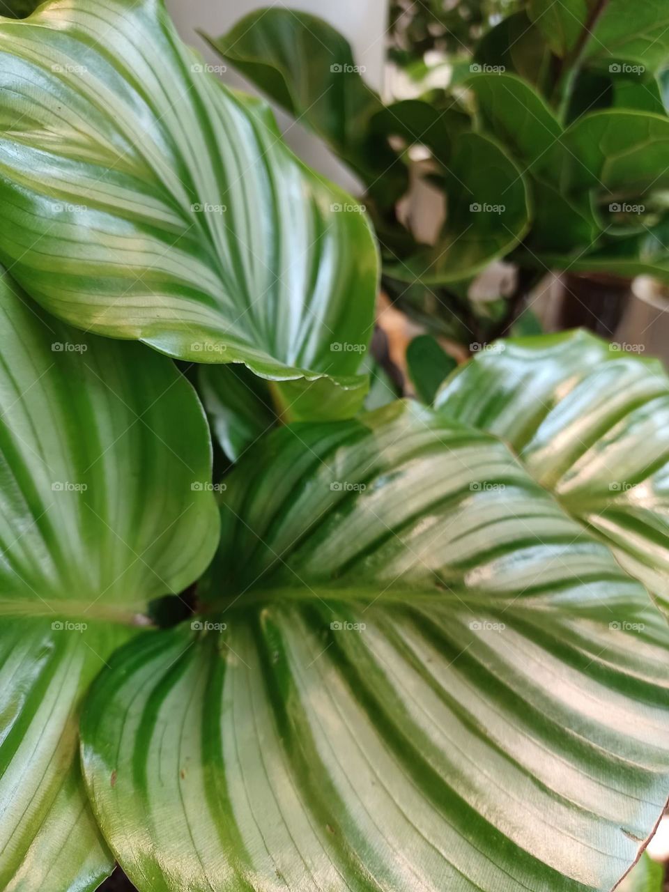 This is spring in Taiwan 11.