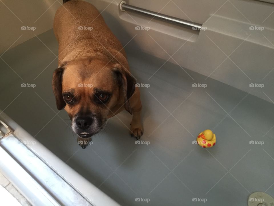 A puggle in a bath tub with a rubber ducky 
