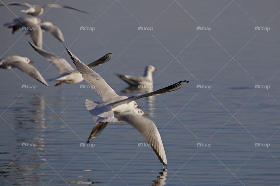 Flying Seagulls