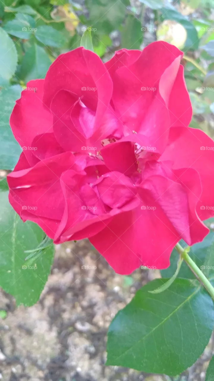 rose