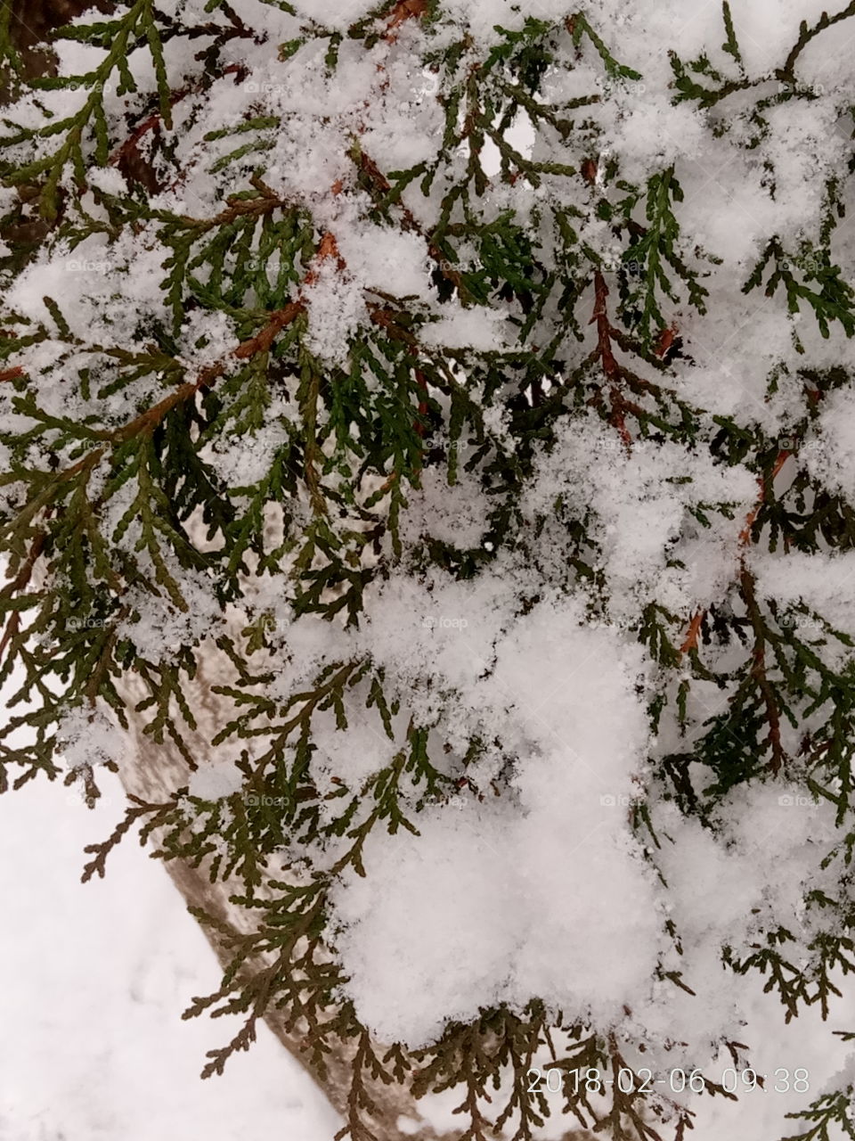 Tree, Winter, No Person, Christmas, Desktop