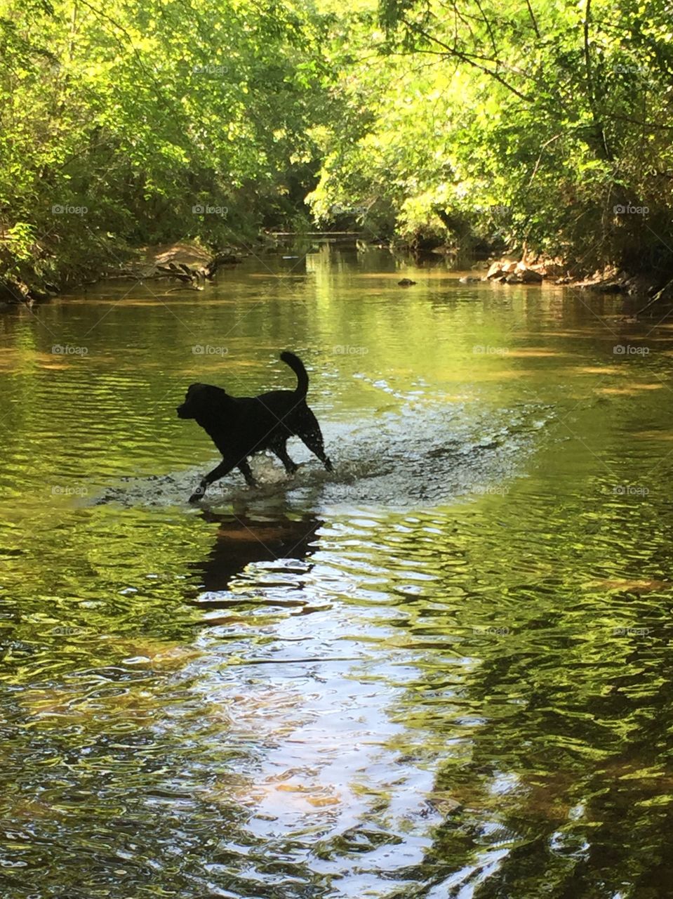 Sammy the black Labrador trots through a creek to cool off during record-breaking August heat in Alabama. 