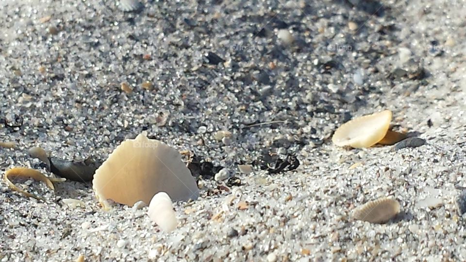 Close- up of seashell
