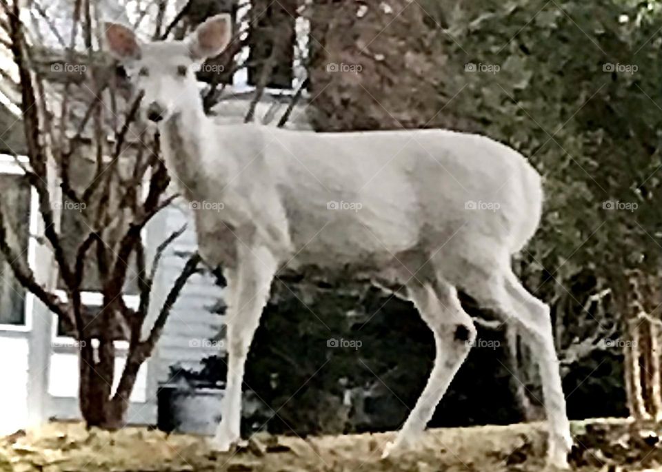 Albino deer 