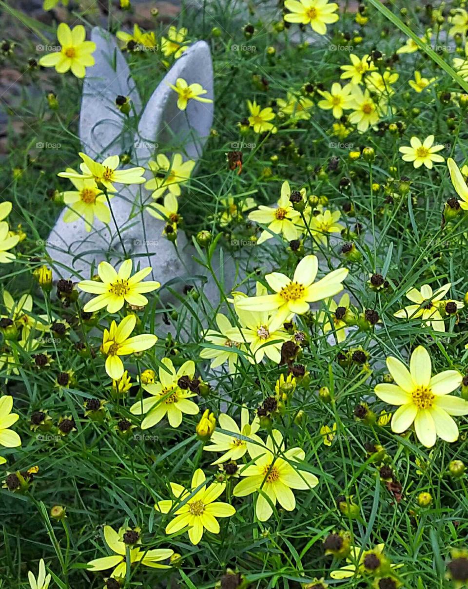 'Somebunny' is hiding in my flowers.