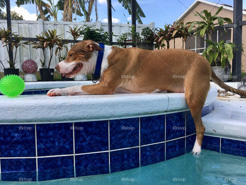 Rescue pitbull posing poolside with his ball