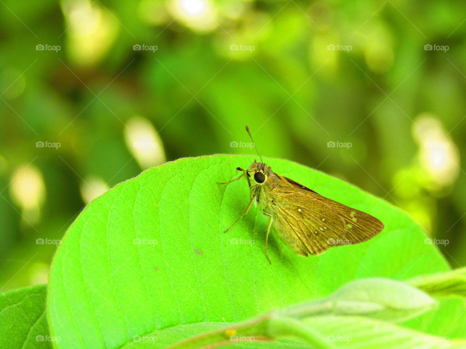 beautiful brown color small butterfly sitting on green leaf