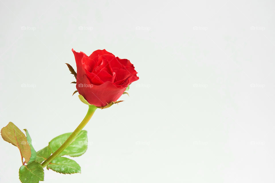Red rose flower on gray background with copy space 