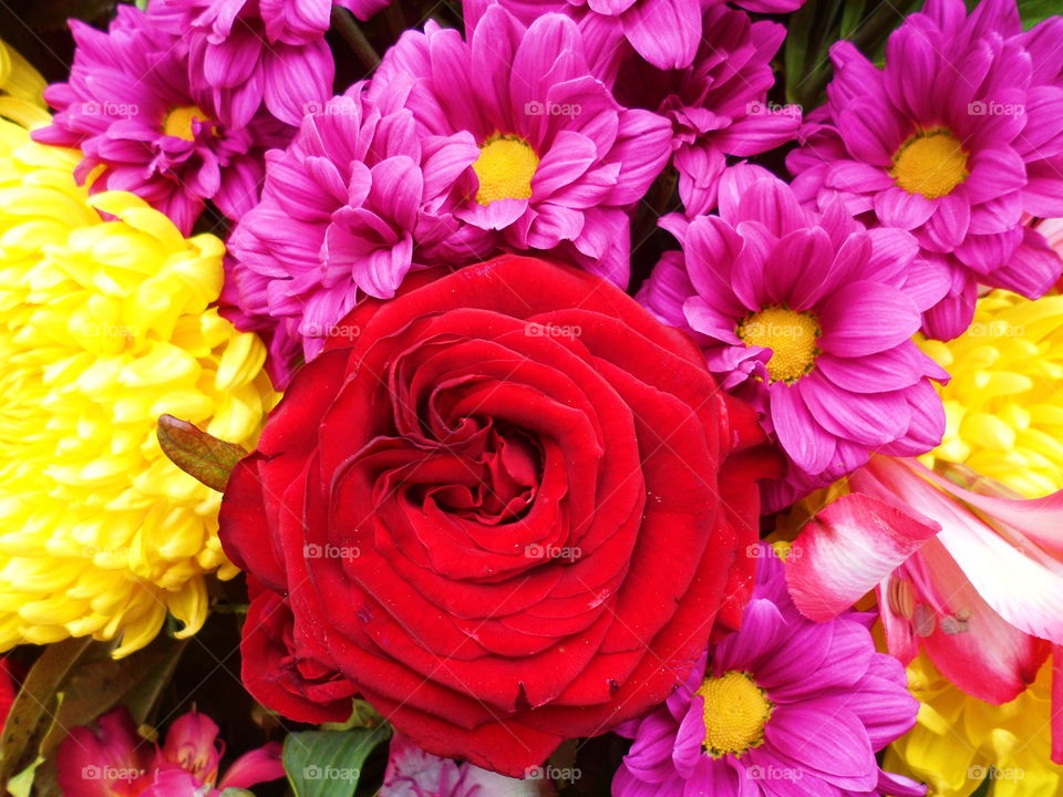 beautiful multicolored flowers