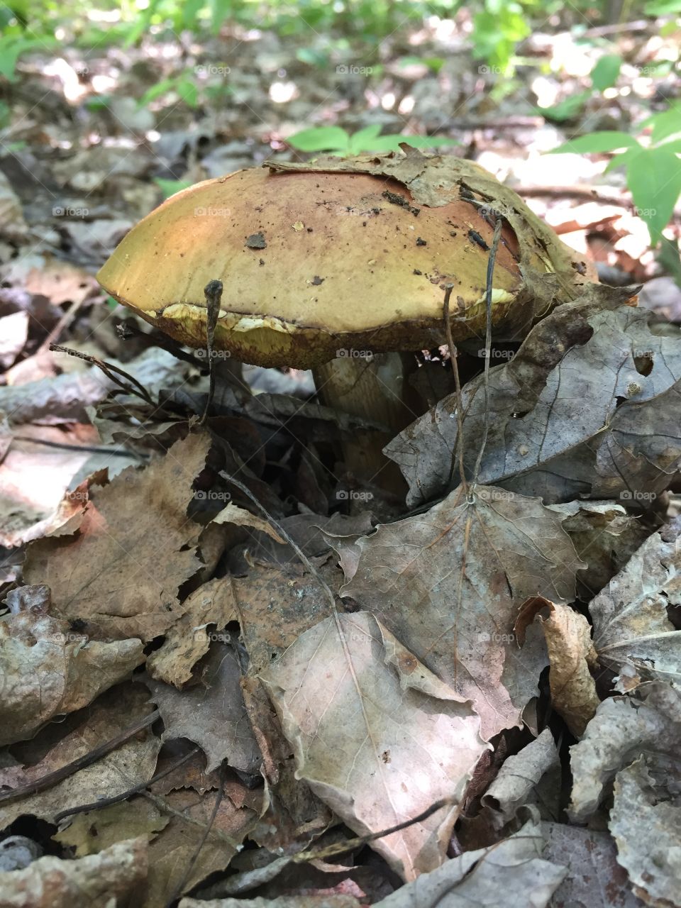 Mushroom growing in woods 