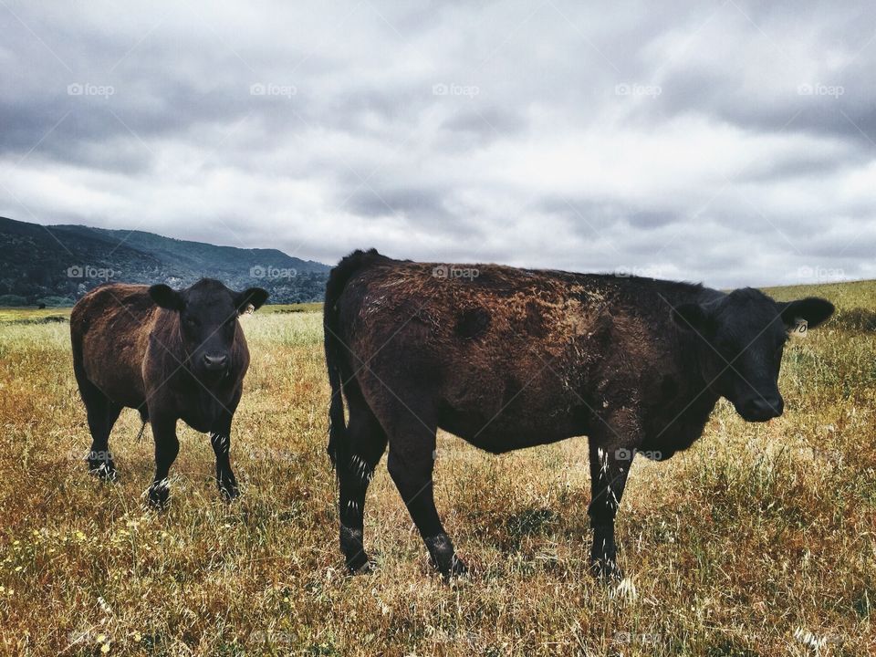 Moo friends