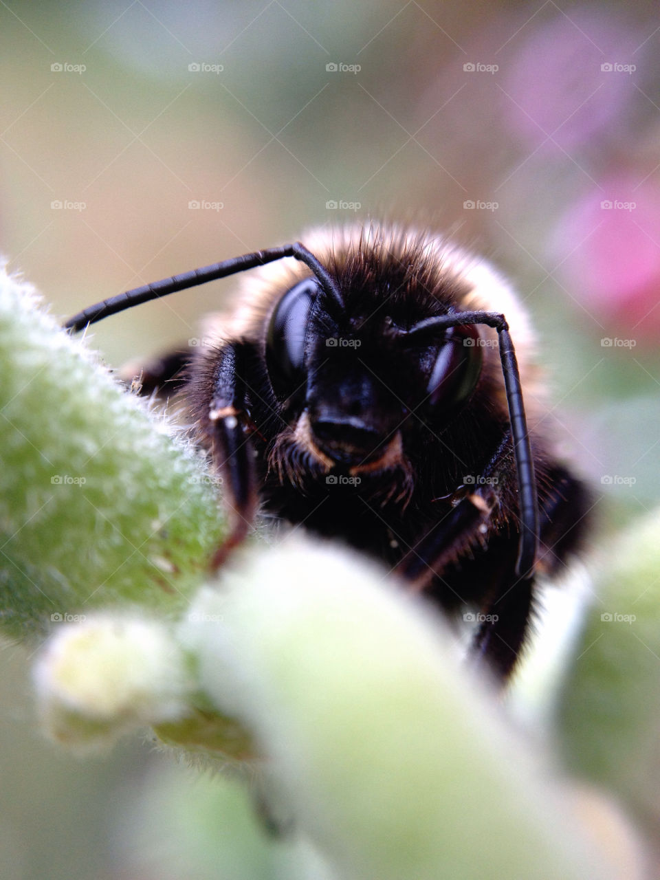 sweden garden macro insect by elluca