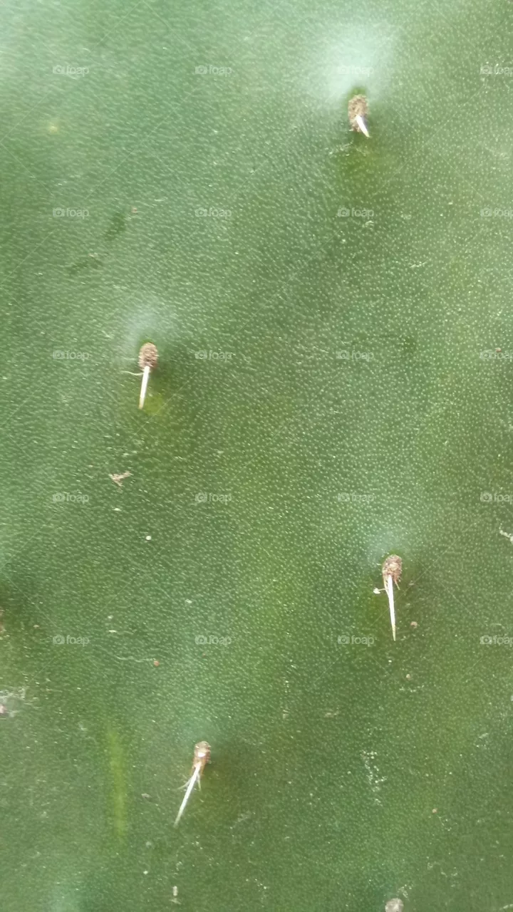 green texture