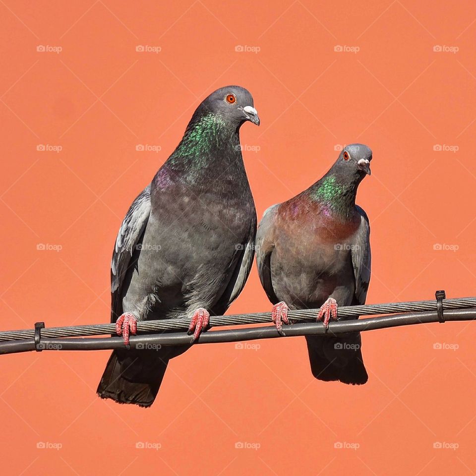 Pigeon courting