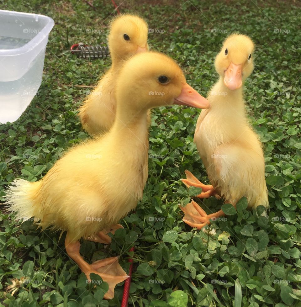 Here's looking at you! Fuzzy yellow pekin ducklings