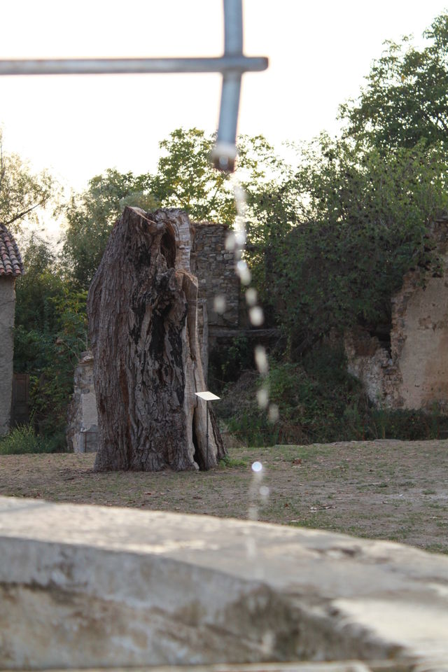tree trunk