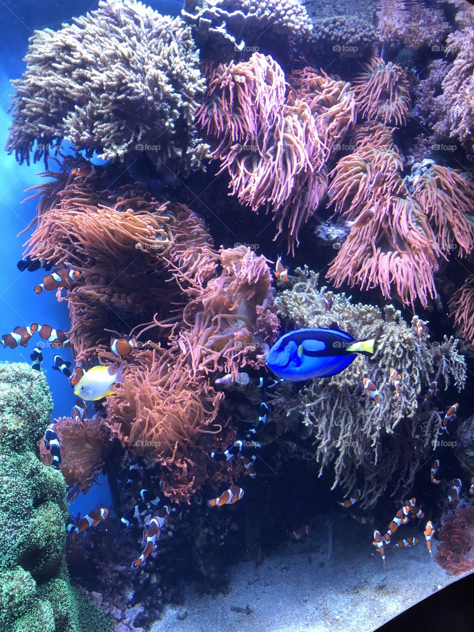 Fish and Anemone