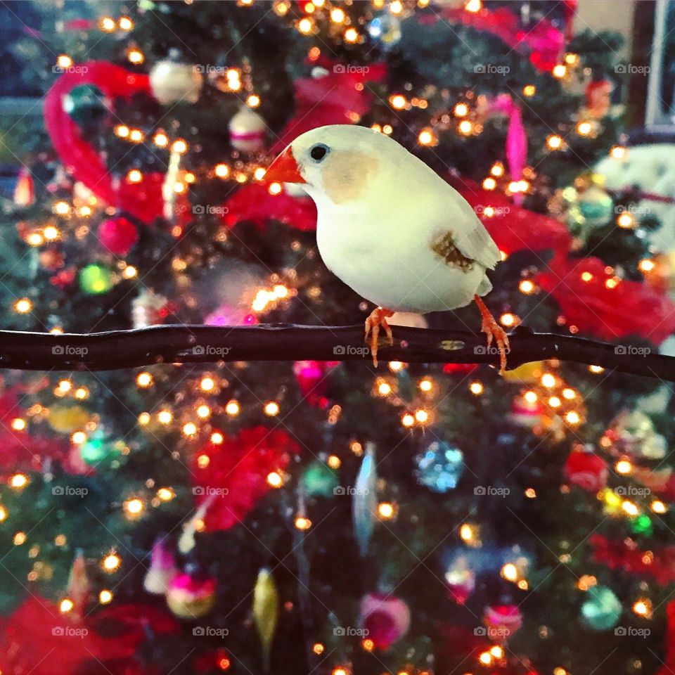 Christmas bird