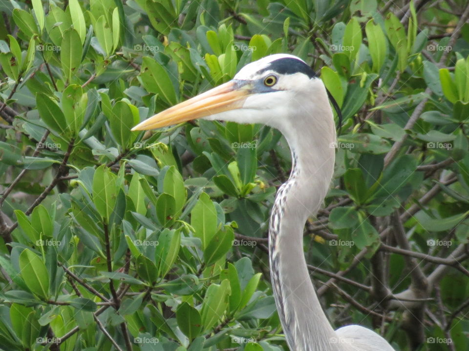 Great Heron 