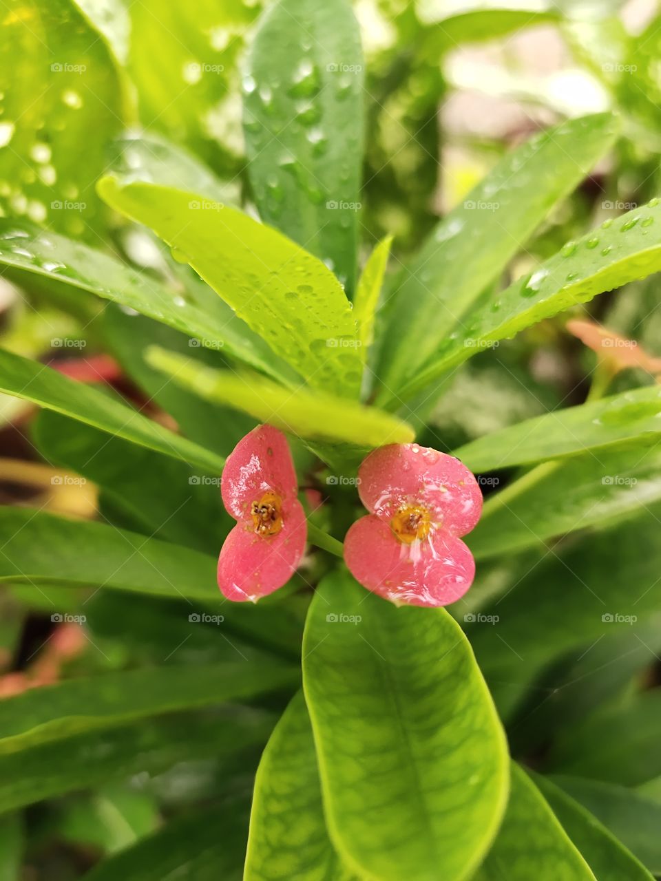 Grooming Flowers 🌺🌺
Euphorbia lophogona Plant
Ocean drops💦💦 on Leafs🌿🌿
Beauty of Flora