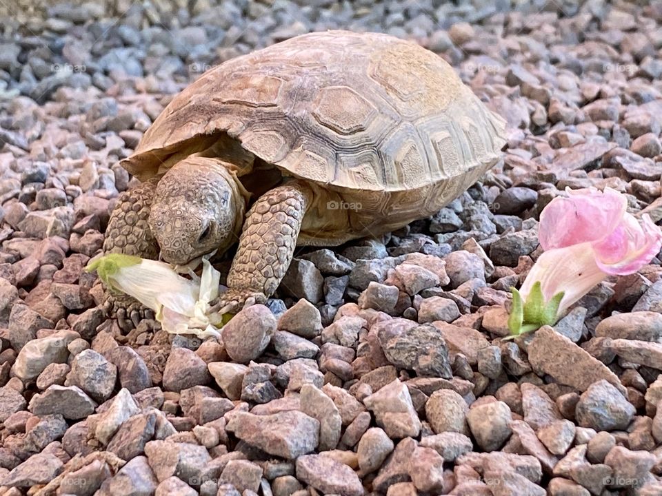 Desert tortoise 
