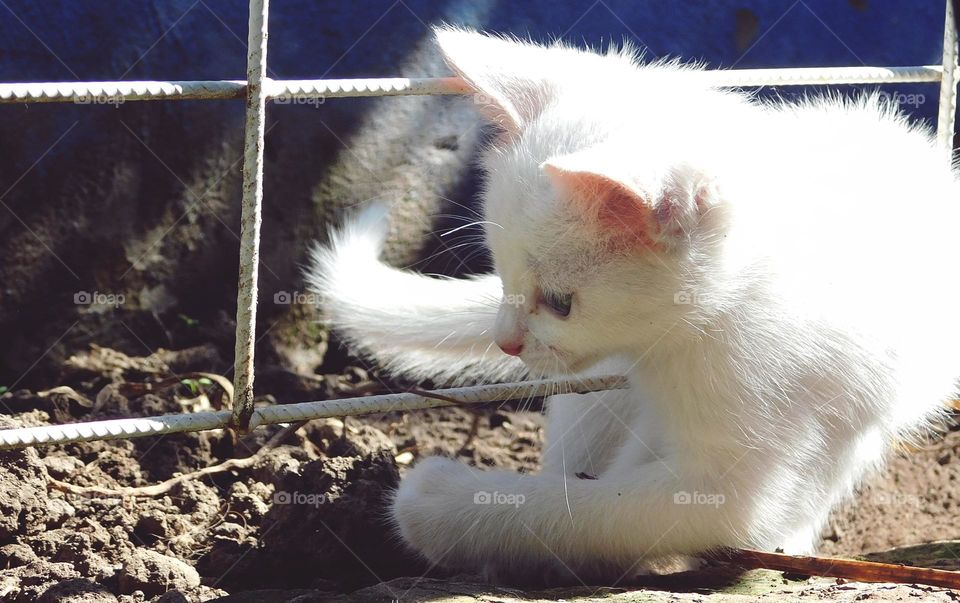 Pelusa // Foto tomada con Nikon D3500