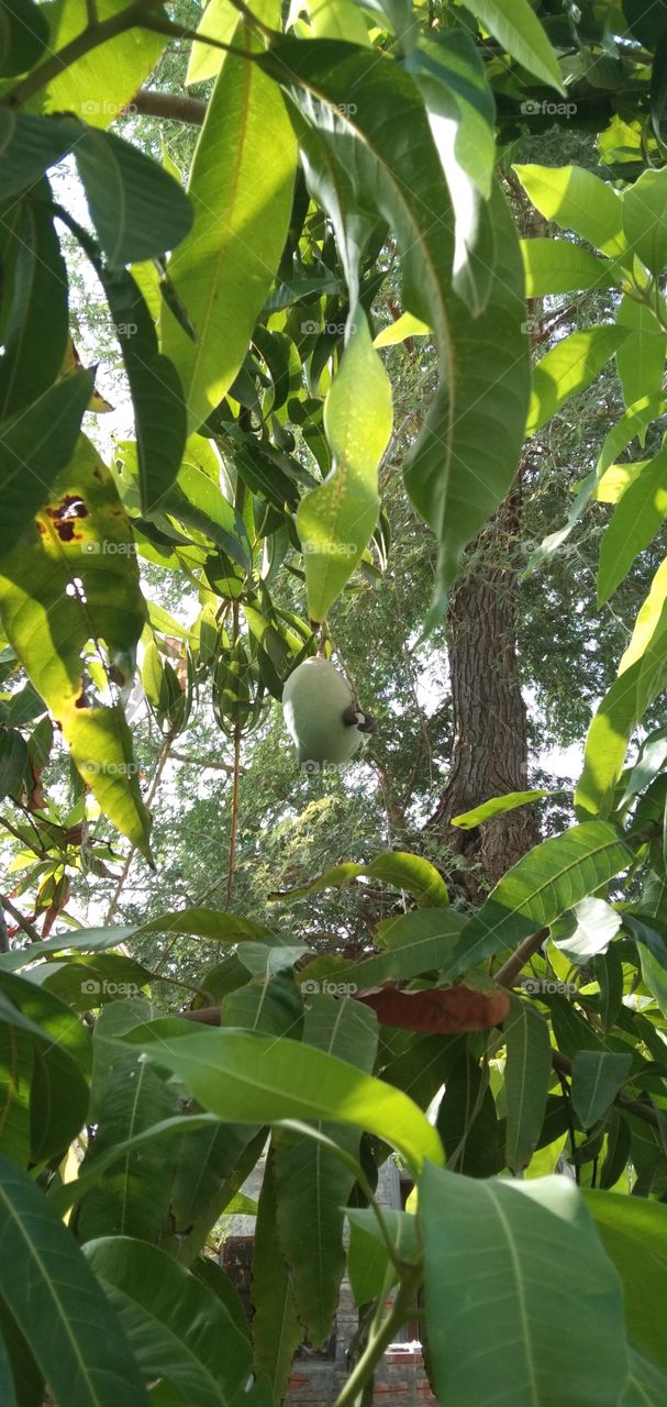 Mango tree