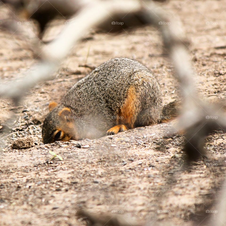 A squirrel digging for treasures  