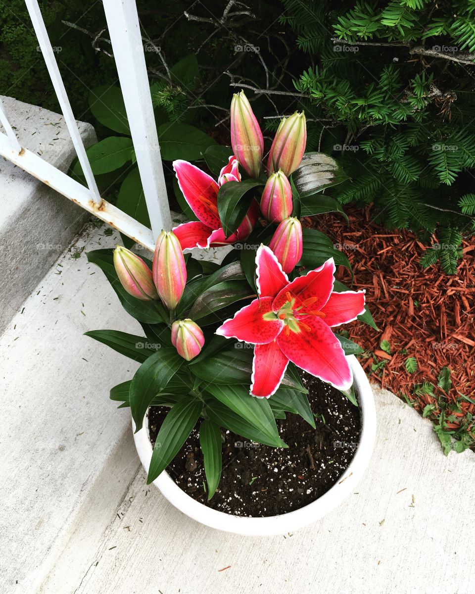Oriental lily blooming. 