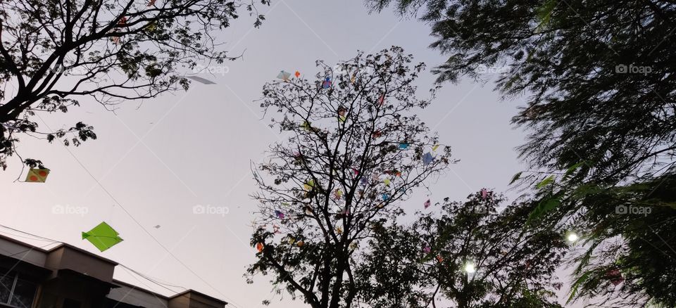 kites stuck in the tree