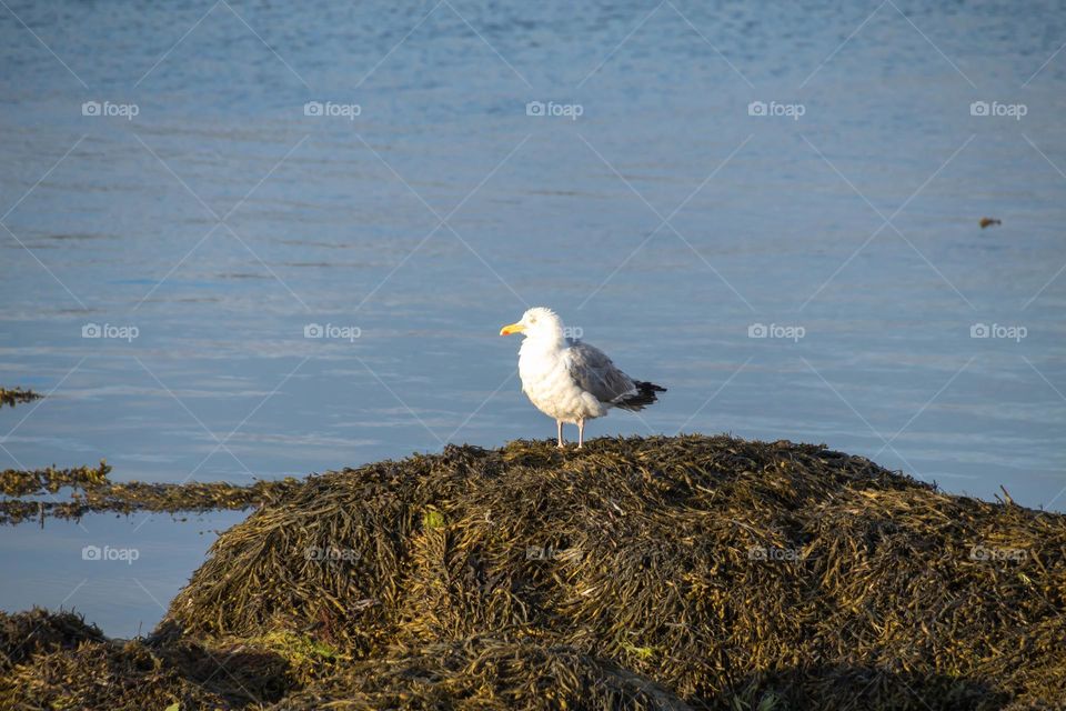 seagull