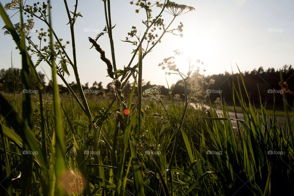 Old road and summer summerfield