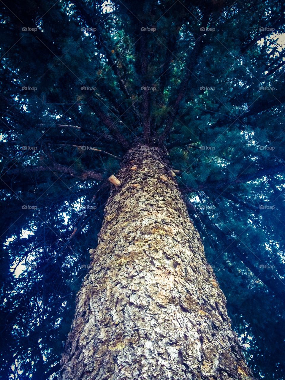 Blue Spruce