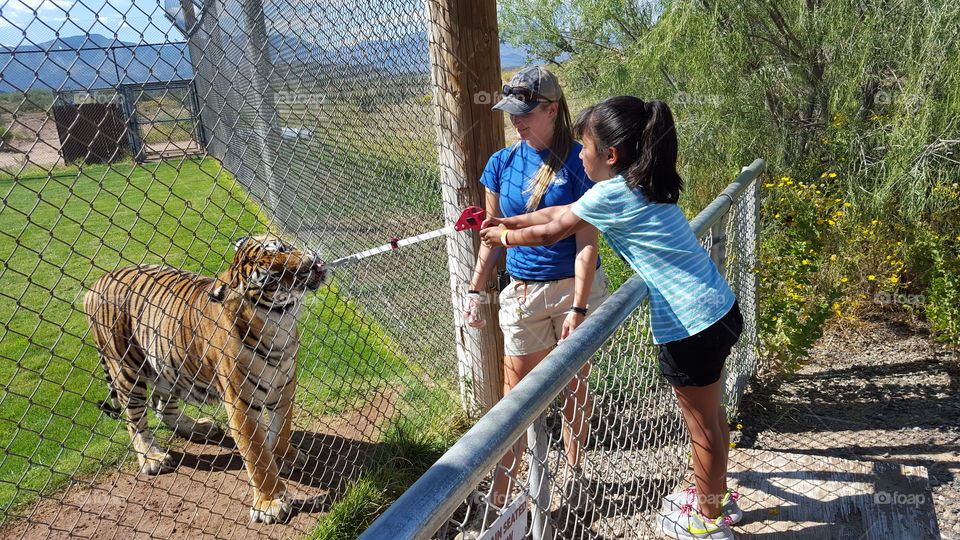 feeding the tiger