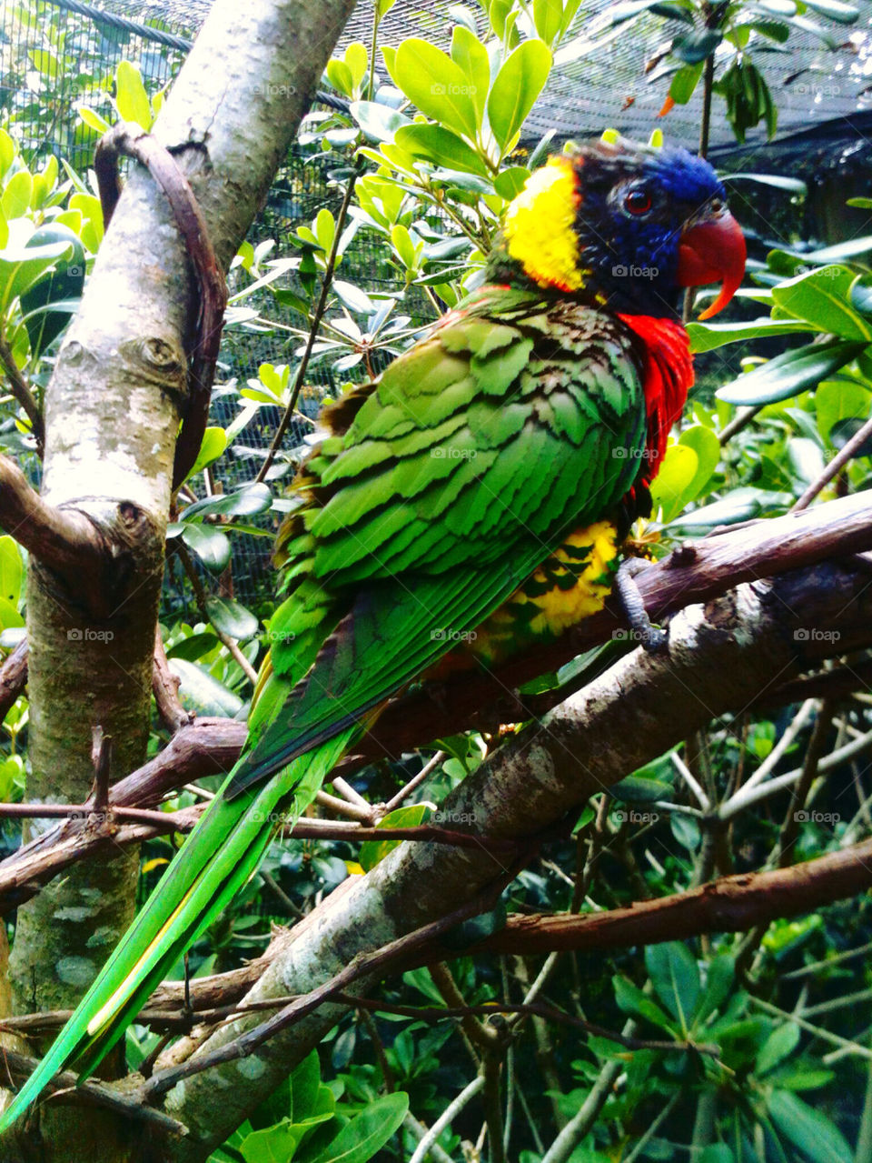 LORIKEET IN A TREE