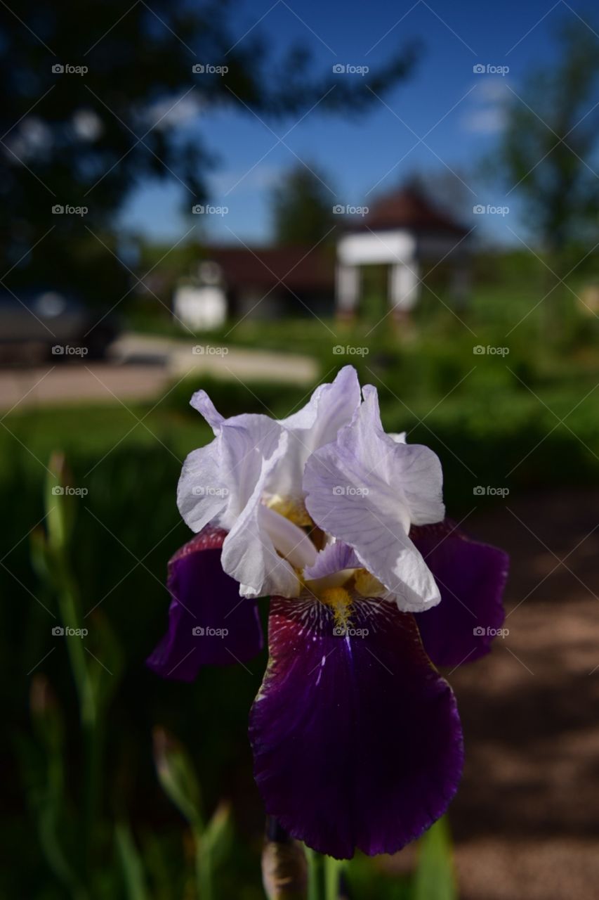 Iris. Flower