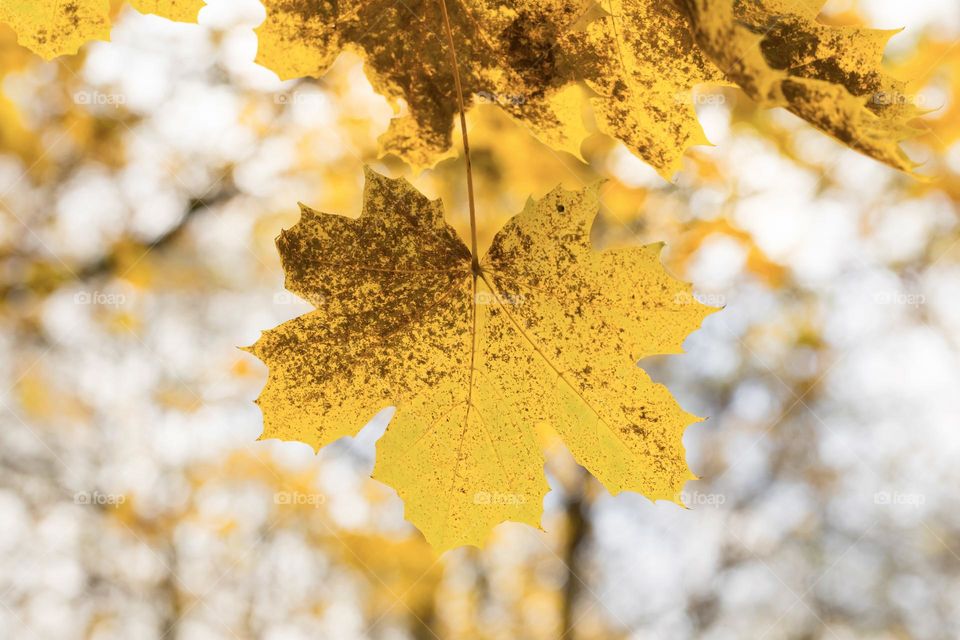 Closeup of beautiful maple tree leaves in warm autumn colors yellow and brown, forest in the fall