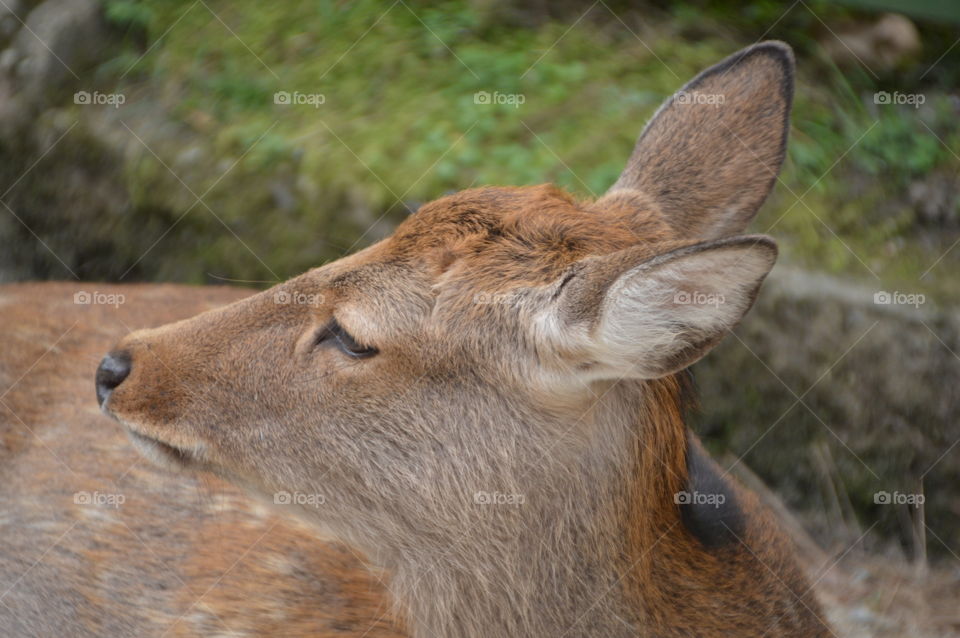 Close Up Of A Deer