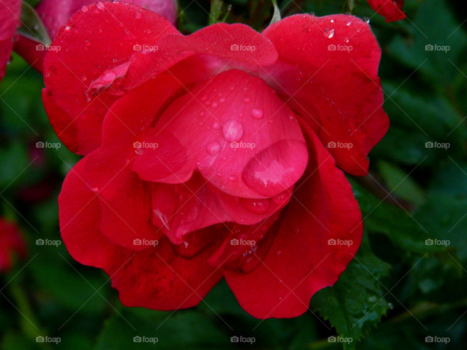Water drop on red rose
