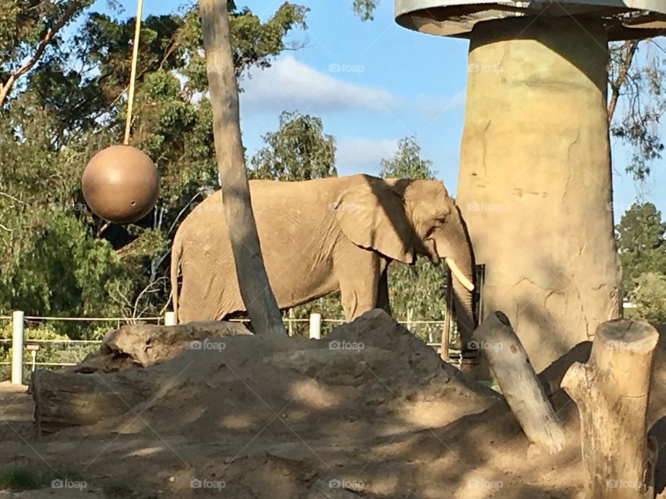 Elephant 