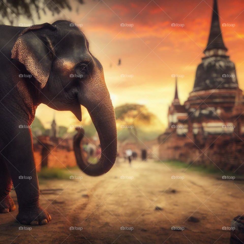 Ayutthaya Elephant Camp