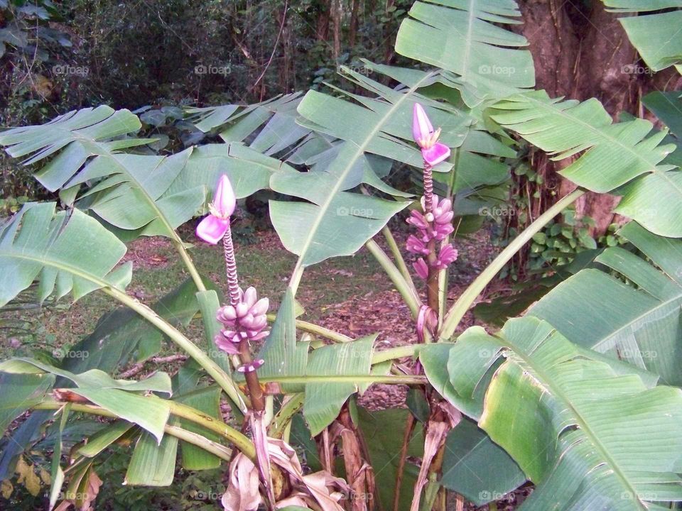 Banana Tree