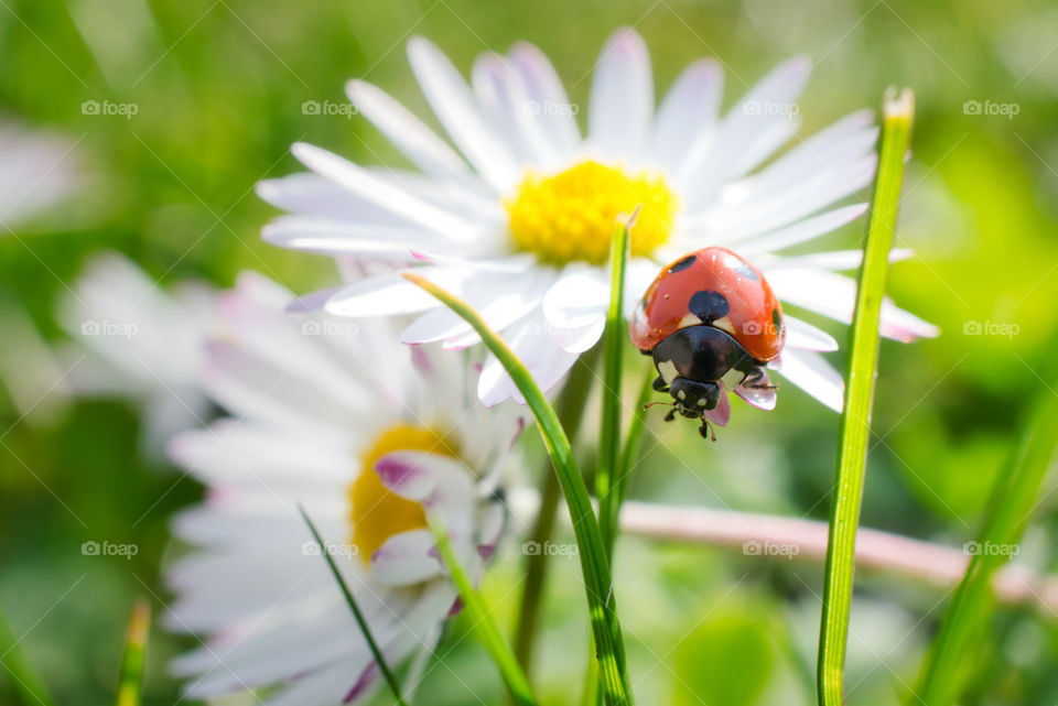 Ladybug