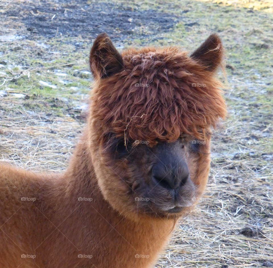 Alpaca
