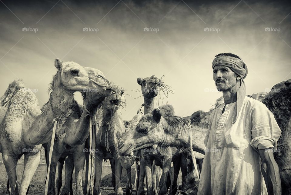 The camels market 